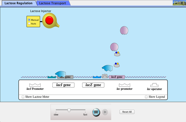 Gene Machine: The Lac Operon Screenshot
